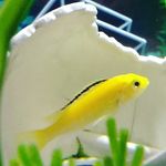 noah frazier - @african_cichlids_frazier - Instagram
