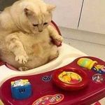 Noah Fuqua - @chubcat5 - Instagram