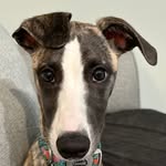 Noah Gibson - @noahig4207 - Instagram