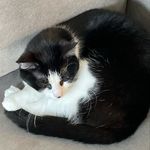 Noah Haag - @snoweynowey - Instagram