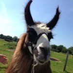 Noah Henshaw - @llamasagram - Instagram