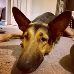 Noah Herbert - @iam_maxgsd - Instagram
