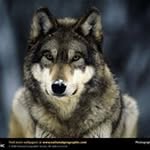 Noah Howell - @noahhowell_ - Instagram