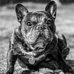 NOAH HURLEY - @pupsoftravels - Instagram
