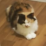 Noah Jenner - @noahj.sinkcat - Instagram