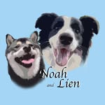 黒柴ノアとBCリアンの暮らし - @noah_lien_ - Instagram