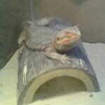 Noah Pharr - @reptilelover4 - Instagram