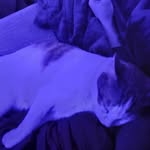Noah Presley - @slowmo_lebron23 - Instagram
