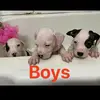 @noah.prince2004 - TikTok