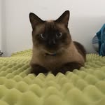 Noah_Bear - @noah_bear_ransom - Instagram