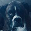 Nono - @noah.riggs7 - TikTok