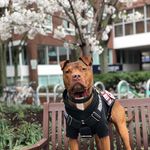 Noah The Service Roach - @thetruemeaningofnoah - Instagram