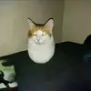 Noah Rocha - @eggcatmemes71 - TikTok