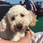 Noah Slade - @noahslade_thedog - Instagram