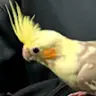 Noah Soto - @headwig_10 - TikTok