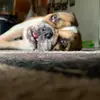 Thee Mr__Cuddles - @noahstratton - TikTok