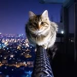 Noah Sutherland - @astralknight216 - Instagram