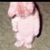 Noah Trueblood - @noah.trueblood - TikTok