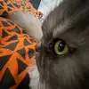 Noah Wang - @noah.wang73 - TikTok