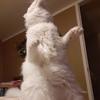 noahwestfall - @noahwestfall - TikTok