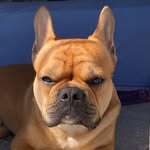 Noah Westphal - @bull_noah - Instagram