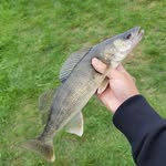 Noah Yang - @noahyang.fishing - Instagram