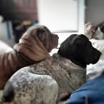 Thor & Maya - @sharpei_thor.noble.oliveira - Instagram