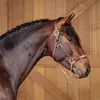 Noblewood Stud - @noblewoodstud - TikTok