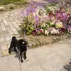 Nobu Hayashi - @nobu.hayashi - TikTok