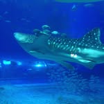 Nobuo Suzuki - @nobuo6685 - Instagram