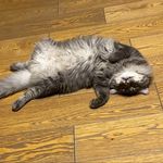 Noddy Holder - @cat.noddy - Instagram