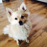 Noddy Holder - @noddy_the_pom - Instagram