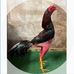 Noe Alaniz - Facebook