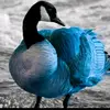 blue patito - @noearce2870 - TikTok