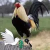 noevallejo17 - @noevallejo17 - TikTok