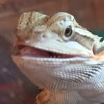 Noel Bearded Dragon - @noel_bearded_dragon - Instagram
