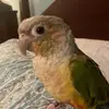 Noel the bird - @noel_the_bird - TikTok