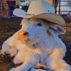 Joshua_Noel - @noel_borges - TikTok