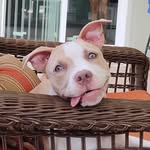 Noel Bourdeau - @budgy24noel - Instagram