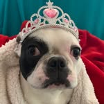 Noelle Bowles - @pigbat_of_love - Instagram