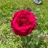 noelbrooks5555 - @noels_artist_world - TikTok