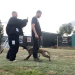 Noelesteban_k9 - @noelesteban_k9 - Instagram