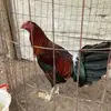 noelestrada745 - @noelestrada745 - TikTok