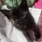 noel fielding the cat - @noelfielding_ - Instagram
