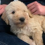 Charlotte Noel Fowler ❤️ - @charlie.noel.thelabradoodle - Instagram