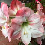 Noel Fowler - @noeareco - Instagram