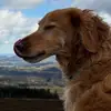 Ziggy - @noel.garvey8 - TikTok