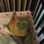 simba noel hahn - @simbanoelhahn - Instagram