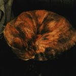 Noel Lane - @noel_the_sassy_cat - Instagram