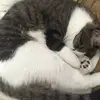 Noel Lane - @lane.parks504 - TikTok